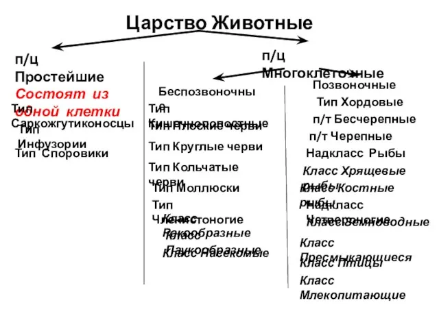 Царство Животные п/ц Простейшие Состоят из одной клетки п/ц Многоклеточные Тип