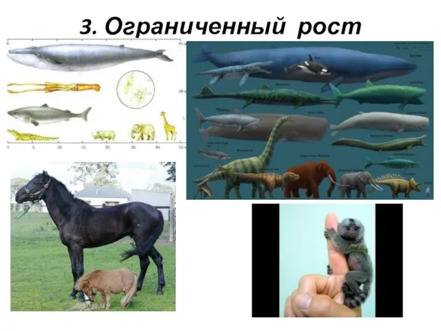 3. Ограниченный рост