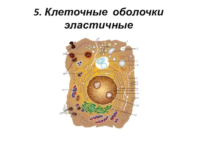 5. Клеточные оболочки эластичные