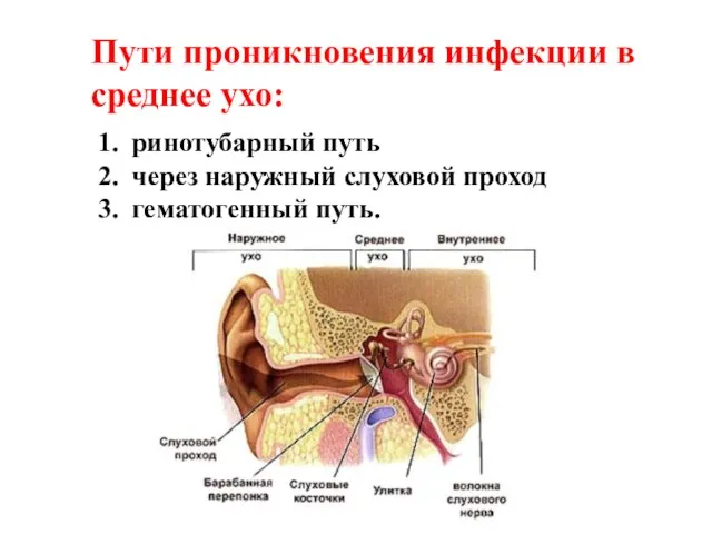 ринотубарный путь через наружный слуховой проход гематогенный путь. Пути проникновения инфекции в среднее ухо: