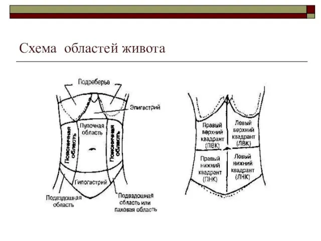 Схема областей живота