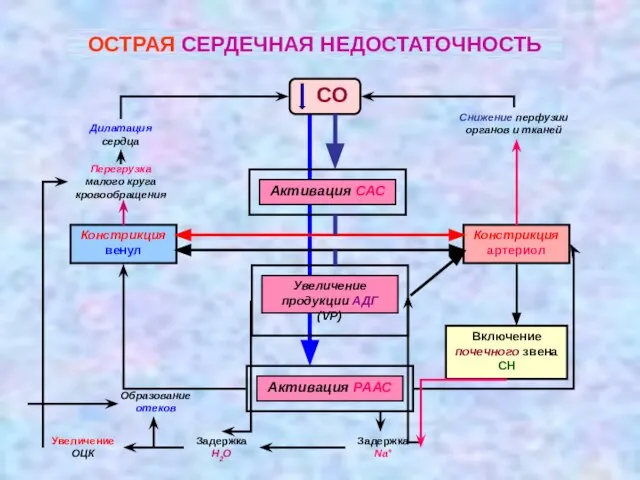 ОСТРАЯ СЕРДЕЧНАЯ НЕДОСТАТОЧНОСТЬ СО Активация САС Увеличение продукции АДГ (VP) Активация