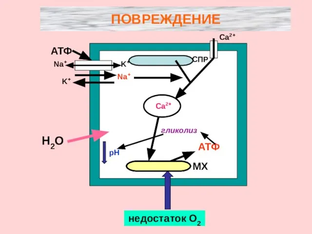 ПОВРЕЖДЕНИЕ Na+ K+ АТФ K+ Na+ Сa2+ ФЛ А2 Сa2+ МХ