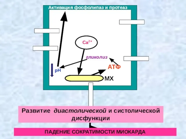 ФЛ А2 Сa2+ МХ АТФ рН гликолиз Активация фосфолипаз и протеаз
