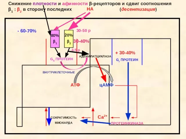 Снижение плотности и афинности β-рецепторов и сдвиг соотношения β1 : β2