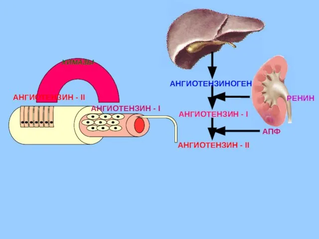 АНГИОТЕНЗИН - I АНГИОТЕНЗИН - II АНГИОТЕНЗИН - I АНГИОТЕНЗИН - II ХИМАЗЫ АПФ РЕНИН АНГИОТЕНЗИНОГЕН