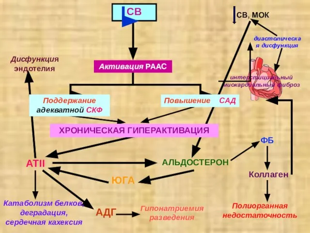 Активация РААС Поддержание адекватной СКФ АТII АЛЬДОСТЕРОН АДГ ЮГА ФБ Коллаген