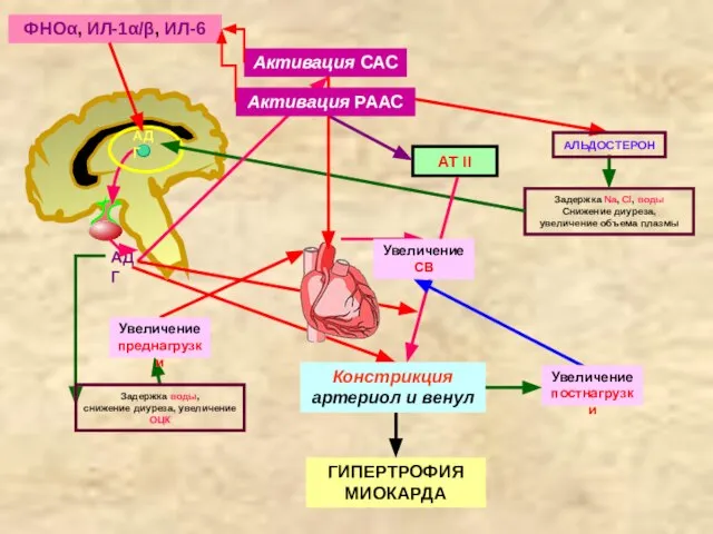 Активация САС Задержка Na, Cl, воды Снижение диуреза, увеличение объема плазмы