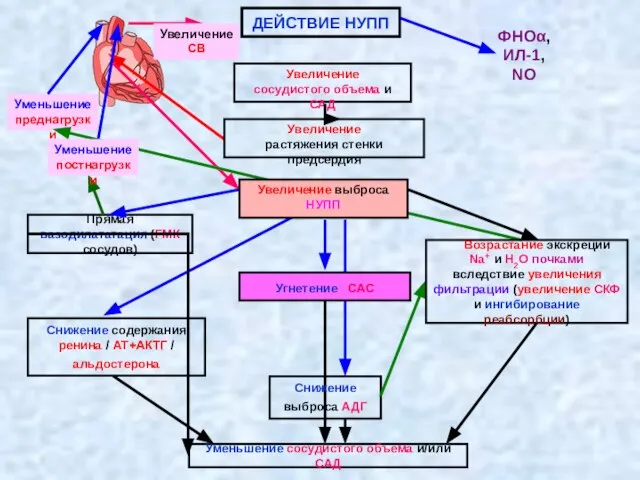 ДЕЙСТВИЕ НУПП Увеличение сосудистого объема и САД Прямая вазодилататация (ГМК сосудов)