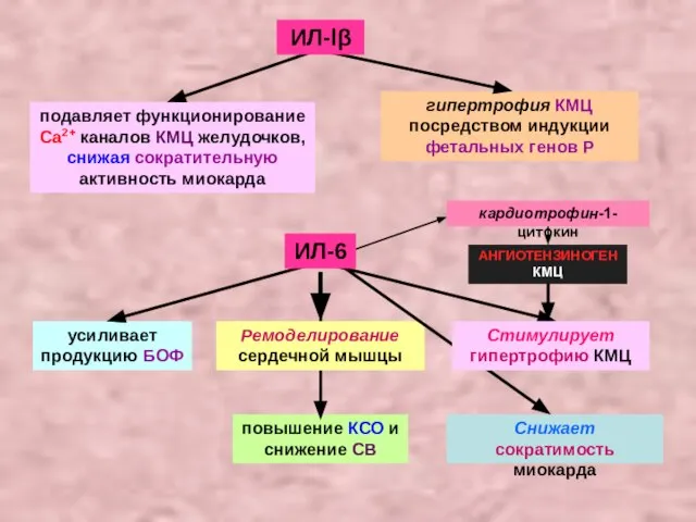 подавляет функционирование Са2+ каналов КМЦ желудочков, снижая сократительную активность миокарда гипертрофия