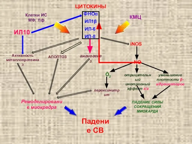 ЦИТОКИНЫ ФНОα ИЛ1β ИЛ-6 ИЛ-8 Клетки ИС МФ, Лф КМЦ iNOS