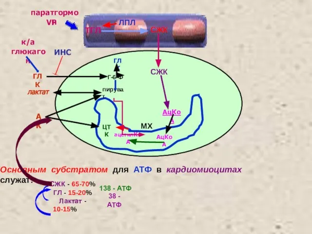 СЖК ТГЛ ЛПЛ паратгормон VP СЖК АцКоА МХ АцКоА ацетилКоА ЦТК