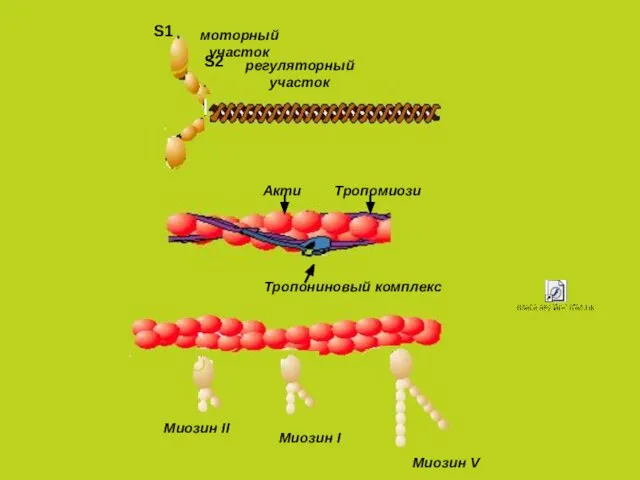 Актин Тропомиозин Тропониновый комплекс Миозин II Миозин I Миозин V S1 моторный участок S2 регуляторный участок