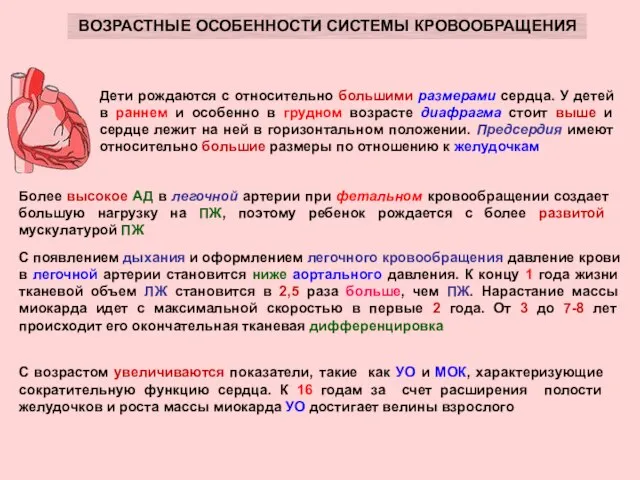 ВОЗРАСТНЫЕ ОСОБЕННОСТИ СИСТЕМЫ КРОВООБРАЩЕНИЯ Дети рождаются с относительно большими размерами сердца.