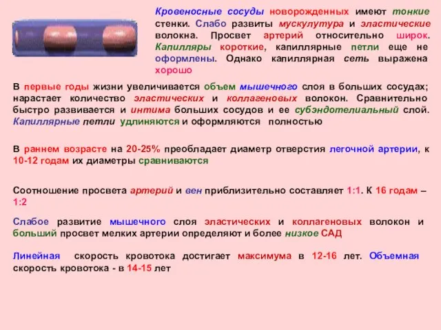 Кровеносные сосуды новорожденных имеют тонкие стенки. Слабо развиты мускулутура и эластические