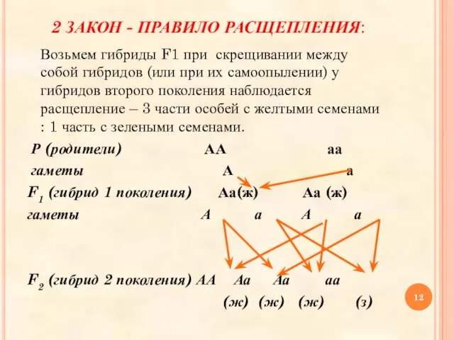2 ЗАКОН - ПРАВИЛО РАСЩЕПЛЕНИЯ: Возьмем гибриды F1 при скрещивании между
