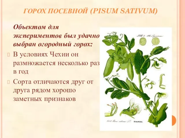 ГОРОХ ПОСЕВНОЙ (PISUM SATIVUM) Объектом для экспериментов был удачно выбран огородный