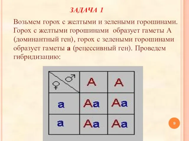 ЗАДАЧА 1 Возьмем горох с желтыми и зелеными горошинами. Горох с