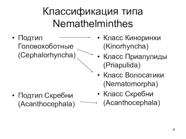 Классификация типа Nemathelminthes Подтип Головохоботные (Cephalorhyncha) Подтип Скребни (Acanthocephala) Класс Киноринхи
