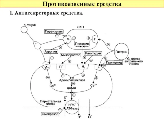 Противоязвенные средства I. Антисекреторные средства.