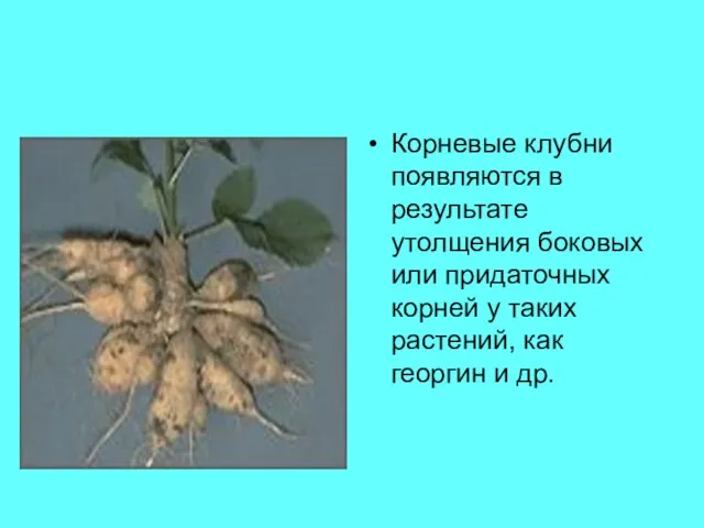 Корневые клубни появляются в результате утолщения боковых или придаточных корней у