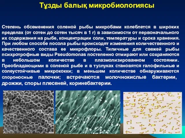 Степень обсеменения соленой рыбы микробами колеблется в широких пределах (от сотен