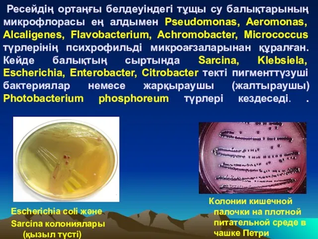 Ресейдің ортаңғы белдеуіндегі тұщы су балықтарының микрофлорасы ең алдымен Pseudomonas, Aeromonas,