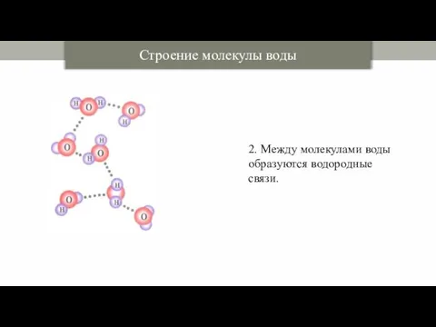 Строение молекулы воды 2. Между молекулами воды образуются водородные связи.