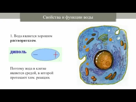 Свойства и функции воды 1. Вода является хорошим растворителем. Поэтому вода