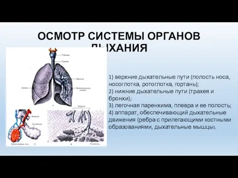 ОСМОТР СИСТЕМЫ ОРГАНОВ ДЫХАНИЯ 1) верхние дыхательные пути (полость носа, носоглотка,