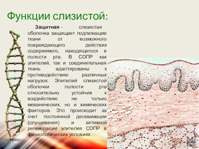 Функции слизистой: Защитная - слизистая оболочка защищает подлежащие ткани от возможного