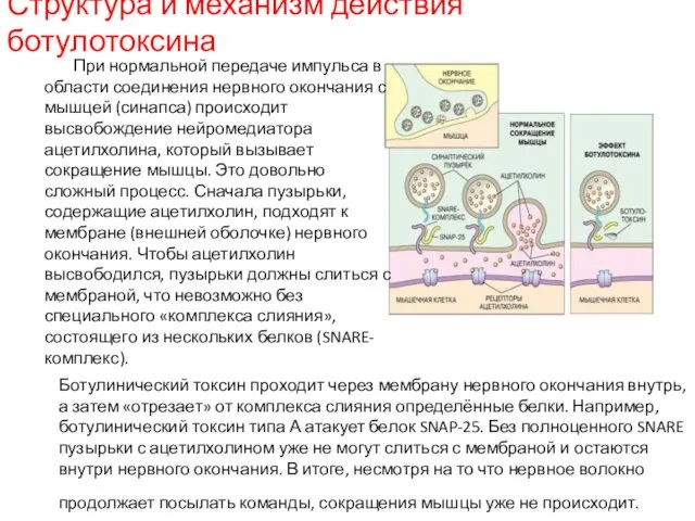 Структура и механизм действия ботулотоксина При нормальной передаче импульса в области