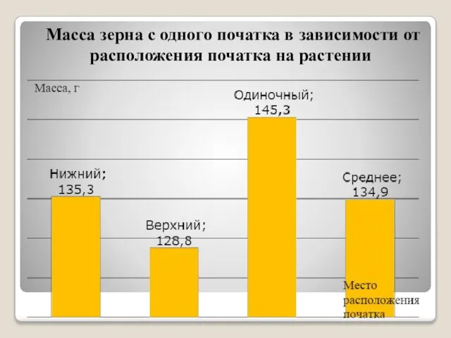 Масса зерна с одного початка в зависимости от расположения початка на растении