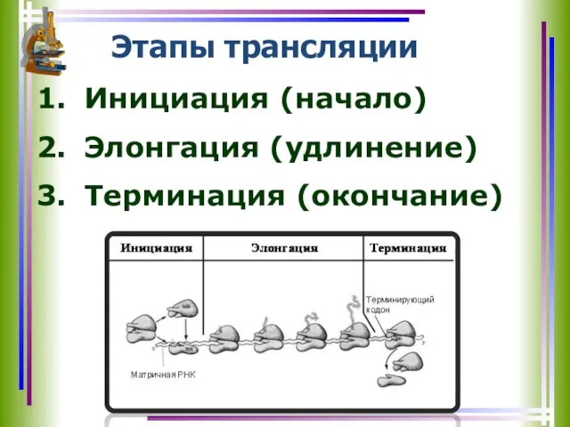 Этапы трансляции Инициация (начало) Элонгация (удлинение) Терминация (окончание)