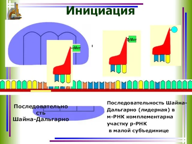 Последовательность Шайна-Дальгарно Инициация Последовательность Шайна-Дальгарно (лидерная) в м-РНК комплементарна участку р-РНК в малой субъединице
