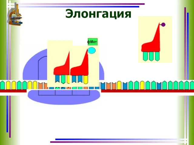 Элонгация