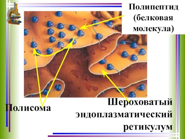 Полисома Полипептид (белковая молекула) Шероховатый эндоплазматический ретикулум