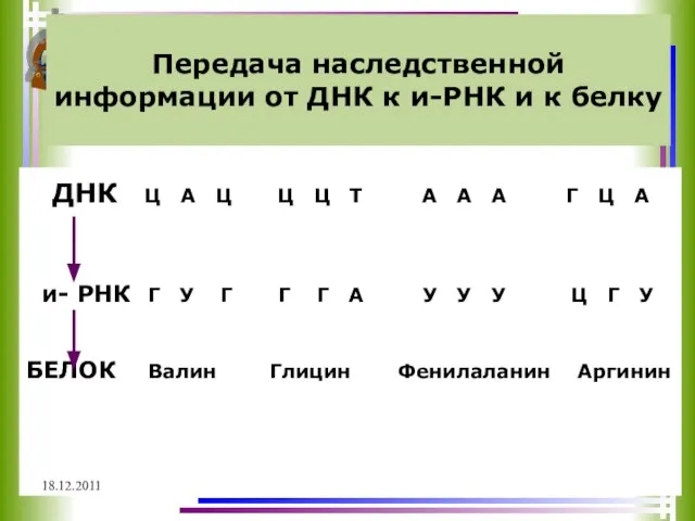 Передача наследственной информации от ДНК к и-РНК и к белку ДНК