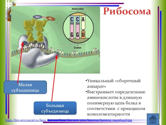 Рибосома Малая субъединица Большая субъединица Уникальный «сборочный аппарат» Выстраивает определенные аминокислоты