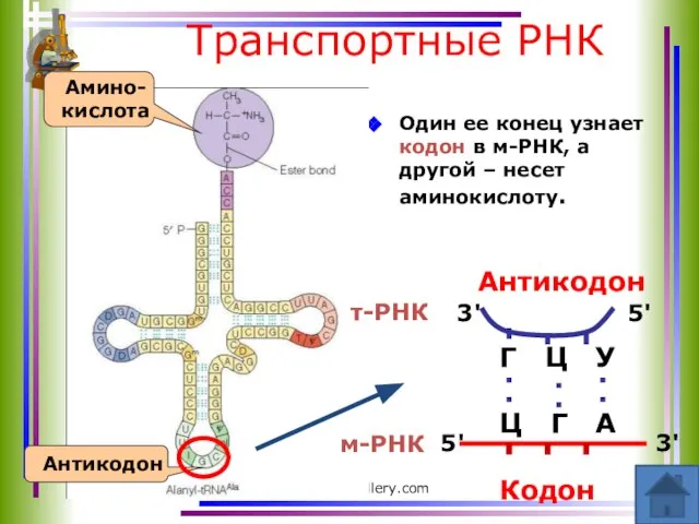 www.themegallery.com Транспортные РНК Один ее конец узнает кодон в м-РНК, а другой – несет аминокислоту. 3'