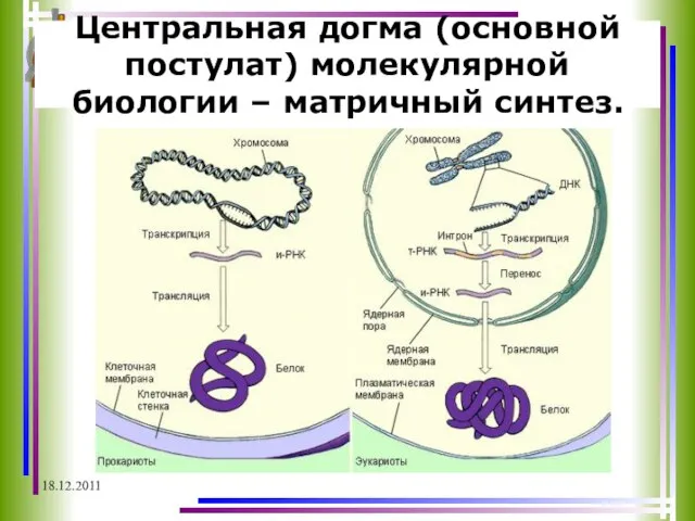 Центральная догма (основной постулат) молекулярной биологии – матричный синтез. 18.12.2011