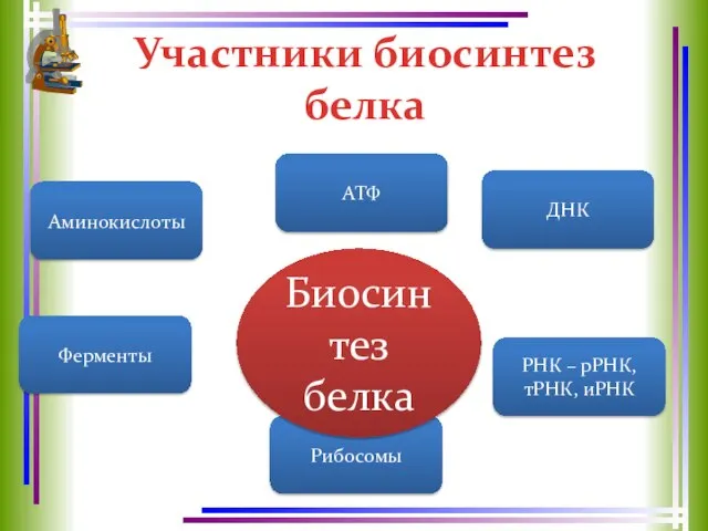 Участники биосинтез белка Аминокислоты Ферменты Рибосомы РНК – рРНК, тРНК, иРНК Биосинтез белка ДНК АТФ