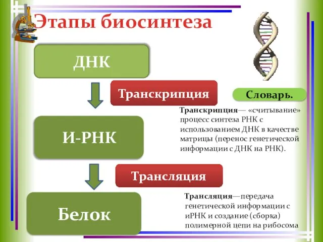 Этапы биосинтеза Словарь. И-РНК Транскрипция— «считывание» процесс синтеза РНК с использованием