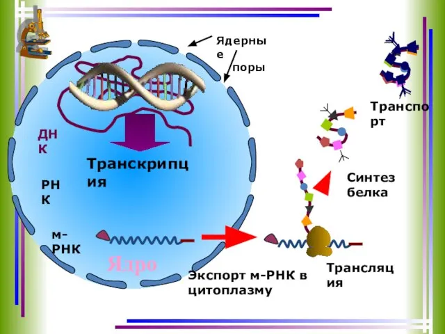 ДНК Ядро Транспорт