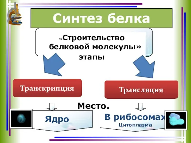 В рибосомах Цитоплазма Ядро Синтез белка «Строительство белковой молекулы» этапы Транскрипция Трансляция Место.