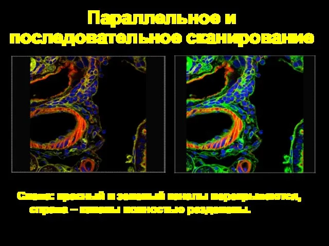 Параллельное и последовательное сканирование Слева: красный и зеленый каналы перекрываются, справа – каналы полностью разделены.