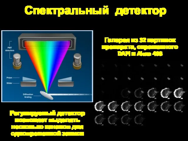 Спектральный детектор Галерея из 32 картинок препарата, окрашенного DAPI и Alexa