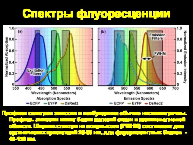 Спектры флуоресценции Профили спектров эмиссии и возбуждения обычно несимметричны. Профиль эмиссии