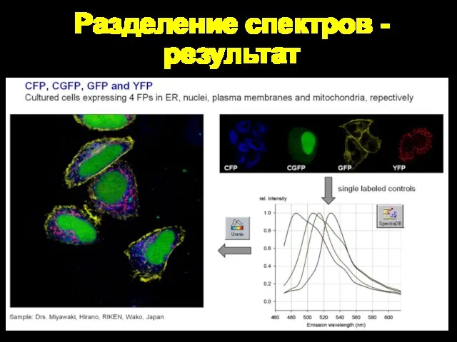 Разделение спектров - результат