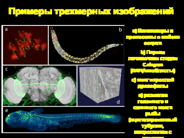 Примеры трехмерных изображений а) Кинетохоры и хромосомы в мейозе ооцита b)